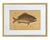 18th Century Framed Fish Engravings by Mark Catesby, a Pair For Sale In Tampa - Image 6 of 11