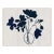 Anemone (var. 1) by Susan Hable, Acrylic Box For Sale