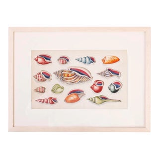 Antique Pith Painting of Sea Shells For Sale