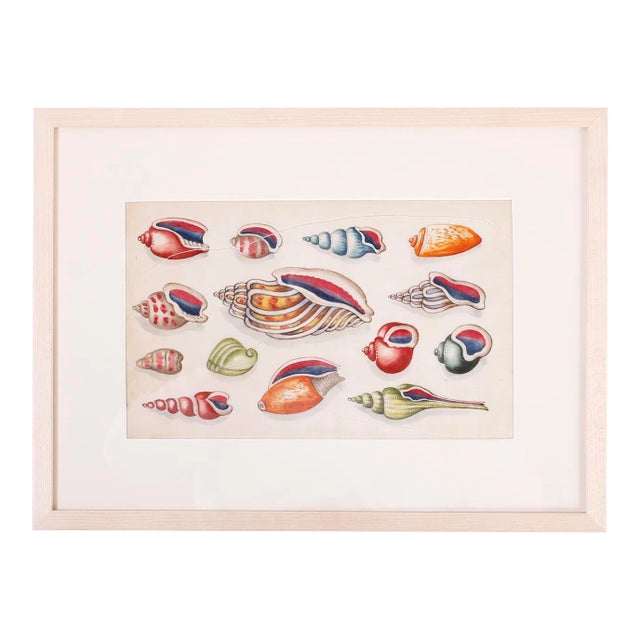 Antique Pith Painting of Sea Shells For Sale