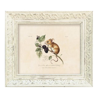 Reproduction Vintage Field Mouse Art Print (5) in Vintage Whitewashed Frame For Sale