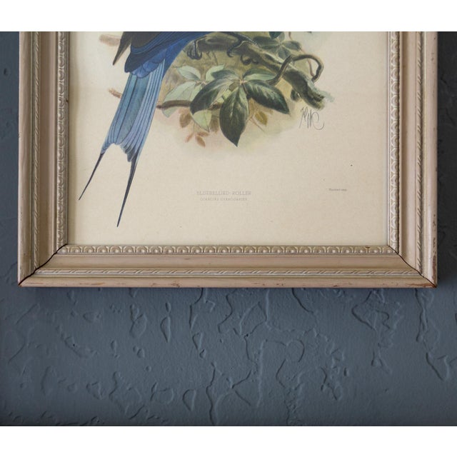 Wood Ornithological Bird Print Bluebellied Roller by Johannes Gerardus Keulemans For Sale - Image 7 of 9
