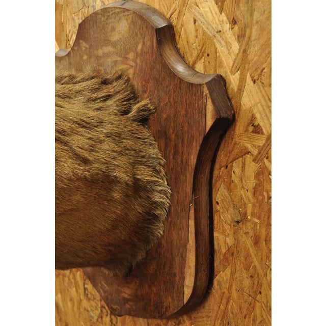 Vintage Red Deer Shoulder Mount Antler Horn Rack Taxidermy Cabin Wall ...