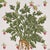 Contemporary SAMPLE - Schumacher Green Grocer Wallpaper In Multi For Sale - Image 3 of 7