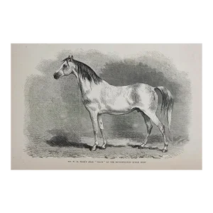 1870 Arabian Horse Selim Engraving