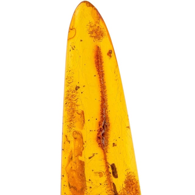 Folk Art Eocene Epoch Fossilized Insect Inclusions Specimen For Sale - Image 3 of 10