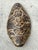 Paint Vintage Italian Scagliola Artisan Pigmented Plaster Turtle Shell For Sale - Image 7 of 14