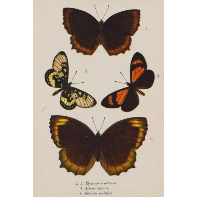19th Century Antique English Butterfly Print 1897 For Sale - Image 4 of 4