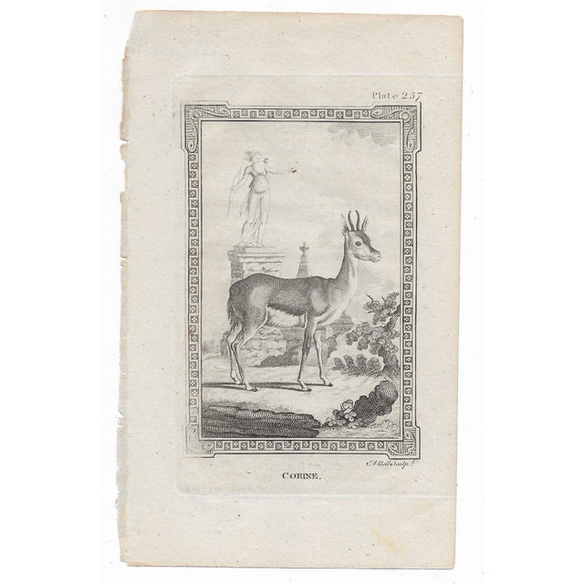 Antique engraving of "Corine" by Georges-Louis Leclerc, Comte de Buffon (1707-1788) from an English printing of "Histoire...