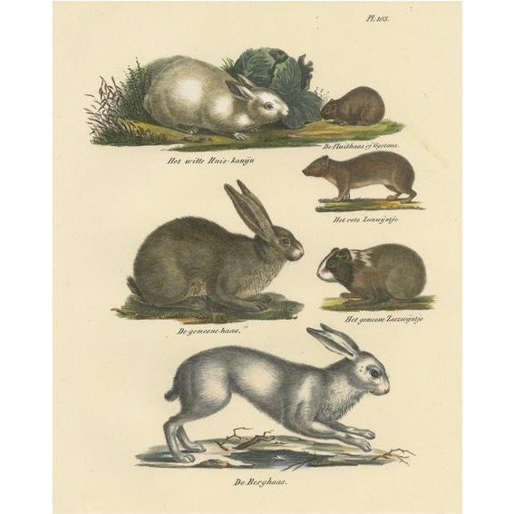 Schinz, A Rabbit, Hares, Pika and Other Rodents, 1845, Print For Sale - Image 6 of 6