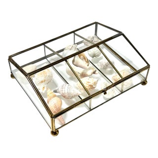 1980s Set of Glass & Brass Curio Display Box With Coastal Seashell Collection - Set of 15 For Sale
