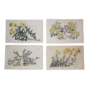Antique Early 19th Century Hand Colored Copperplate Botanical Engravings - Set of 4