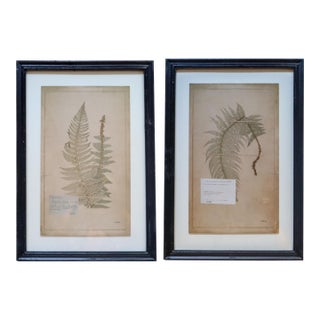 Pair of Framed Swiss Herbarium Fern Facsimile Prints, 1948 & 1953 Specimens For Sale