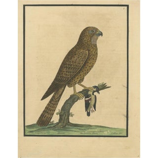 Eleazar Albin, Sparrow Hawk, 1730, Hand-Colored Engraving For Sale
