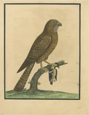 Eleazar Albin, Sparrow Hawk, 1730, Hand-Colored Engraving