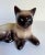 Here is a lovely, porcelain Siamese Cat figurine that has an open back for holding trinkets, a plant, etc. It looks...