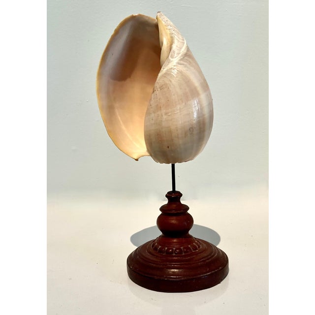 A beautiful Sea Shell of good size mounted on stand with metal rod... the base is also a very heavy piece of metal with...