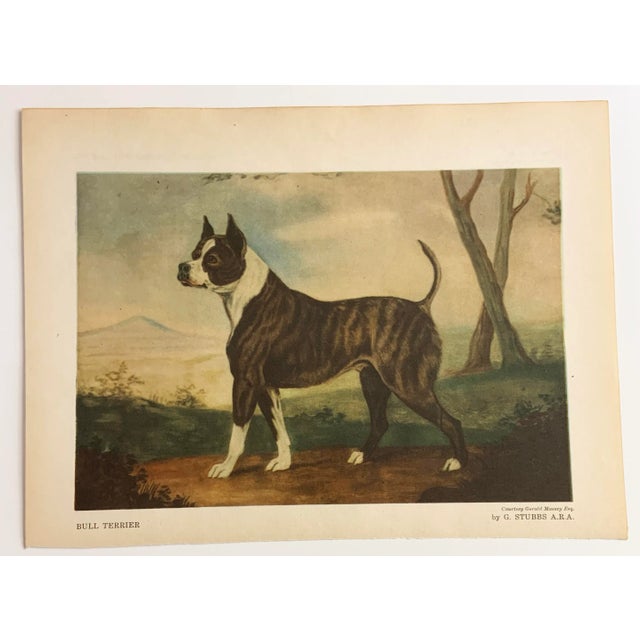 Paper 1948 Book Plate Print of a Bull Terrier Dog For Sale - Image 7 of 7