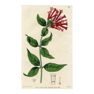 Firecracker Bush Print, Antique Botanical Print, Hand-Colored Engraving, 1816, England For Sale