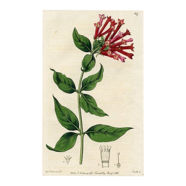 Firecracker Bush Print, Antique Botanical Print, Hand-Colored Engraving, 1816, England For Sale