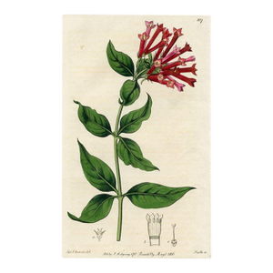 Firecracker Bush Print, Antique Botanical Print, Hand-Colored Engraving, 1816, England