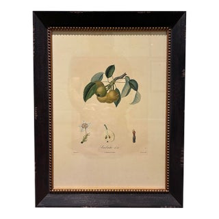 Vintage French Ambrette D’Été Botanical Pear Print in Distressed Black & Gold Frame For Sale