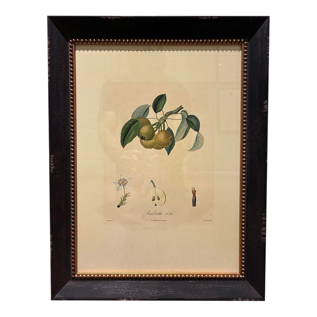 Vintage French Ambrette D’Été Botanical Pear Print in Distressed Black & Gold Frame For Sale