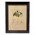 Vintage French Ambrette D’Été Botanical Pear Print in Distressed Black & Gold Frame For Sale