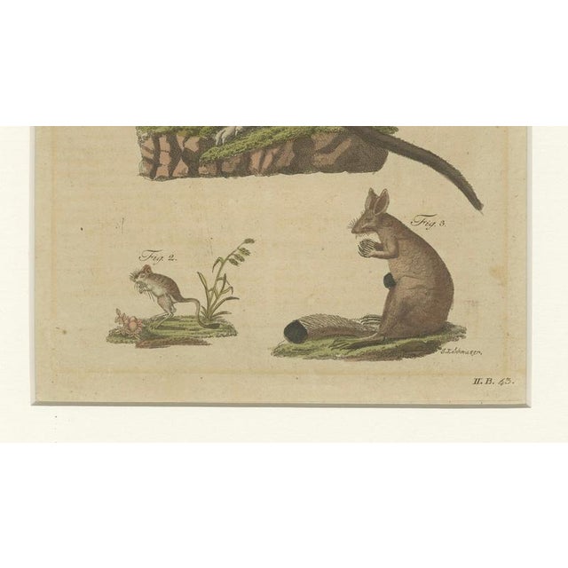 Bertuch, Kangaroo, Wallaby & Hopping Mammals, 1795, Engraving For Sale - Image 6 of 10