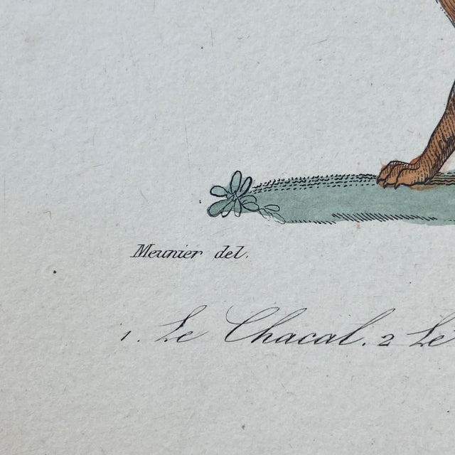 French Antique 18th Century "Le Chacal" Animal Engraving Hand Colored Signed Artwork For Sale - Image 9 of 11