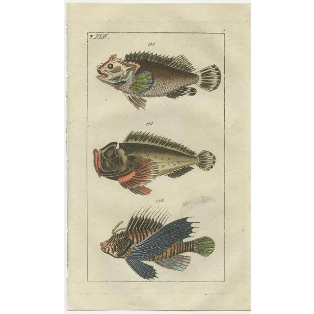 Gottlieb Tobias Wilhelm, Lionfish, Ponyfish & Scorpion Fish, 1832, Prints, Set of 2 For Sale - Image 3 of 6