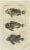 Gottlieb Tobias Wilhelm, Lionfish, Ponyfish & Scorpion Fish, 1832, Prints, Set of 2 For Sale - Image 3 of 6