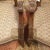 Pair of Traditional 19th Century Louis XVI Style Accent Chairs For Sale - Image 4 of 13