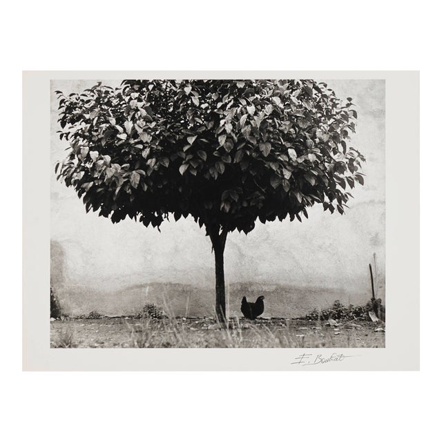 1980s “La Poule Et L’Arbre, Pau, France” – Édouard Boubat, 1950, Signed, Titled, Dated For Sale