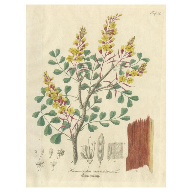 Haematoxylon Campechianum, 1800s, Paper For Sale - Image 10 of 10