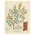 Haematoxylon Campechianum, 1800s, Paper For Sale - Image 10 of 10