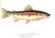 "Trout: An Illustrated History" 1997 Prosek, James For Sale In New York - Image 6 of 10