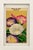 Early 20th Century Collection of 20 Authentic French Seed Packet Labels, C. 1930, Custom Framed Decorative Wall Art For Sale - Image 5 of 6