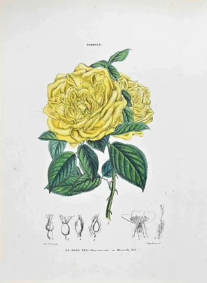Vincenzo Tenore, The Tea Rose, Lithograph, 1870s