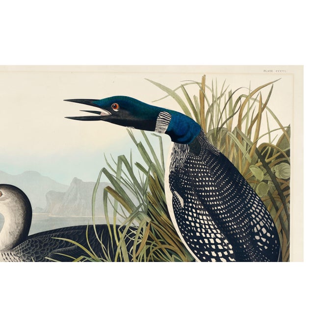Great Northern Diver or Loon, Vintage Art Print Reproduction From Birds of America by John James Audubon, 60" X 40" For Sale - Image 9 of 11