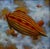 An Exceptional Flight by Tammi Otis | Oil Painting of a colorful airship in the sky with fish. For Sale