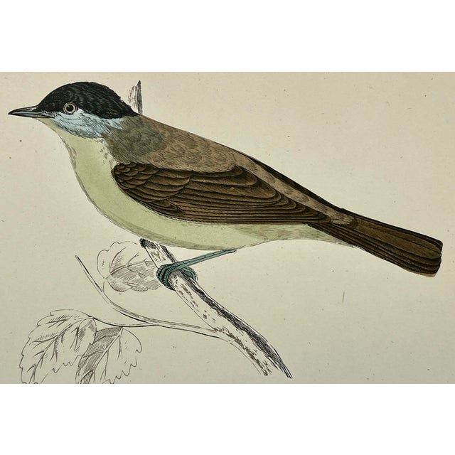 Antique Hand Tinted Bird Print From England Featuring a Green Breasted Blackcap Warbler - Circa 1888 For Sale - Image 10 of 11