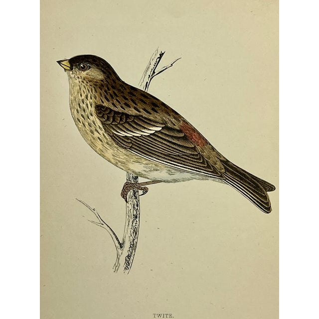 Illustration Antique Hand Tinted Bird Print From England Featuring a Brown & Tan Twite - Circa 1880 For Sale - Image 3 of 11