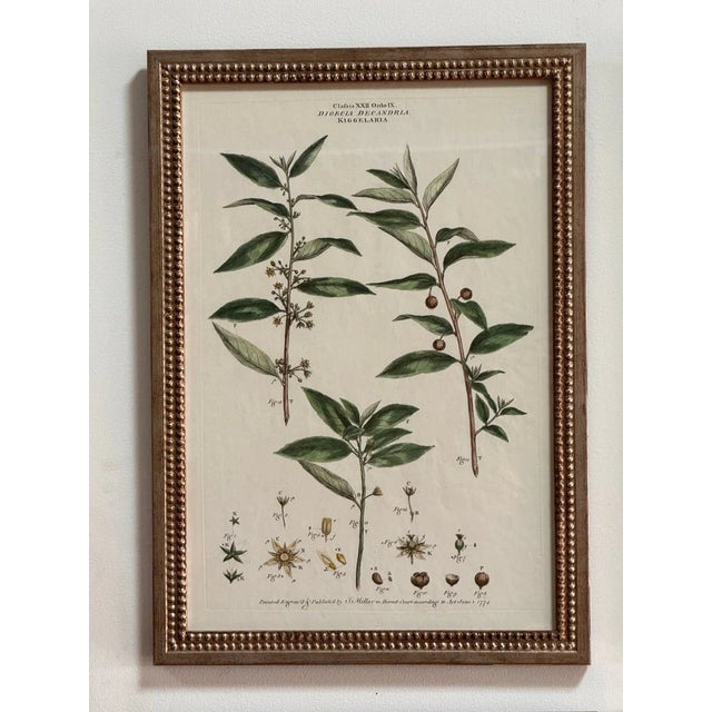 Illustration Set of Four Botanical Engravings, London, 1774 Miller For Sale - Image 3 of 7