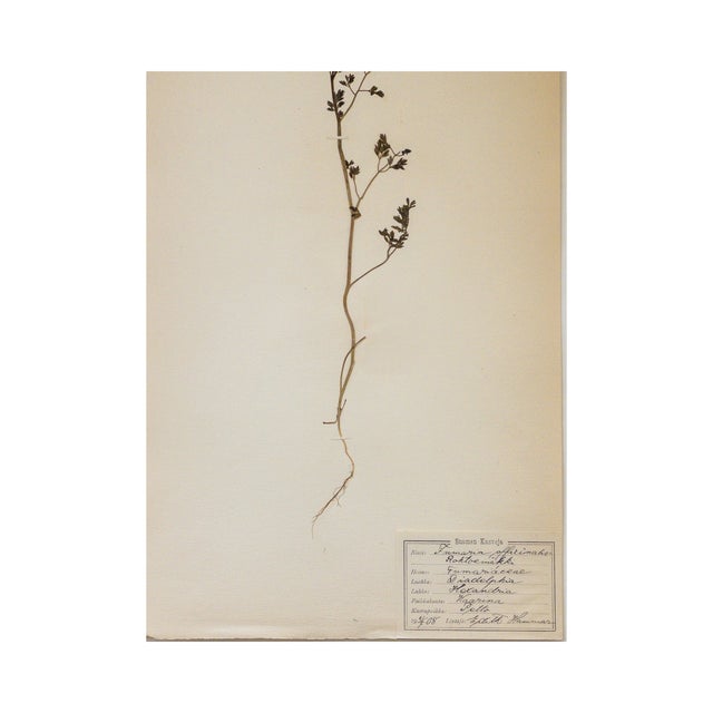 1900 - 1909 Antique Swedish Herbarium - Earth Smoke, Circa 1908 For Sale - Image 5 of 5