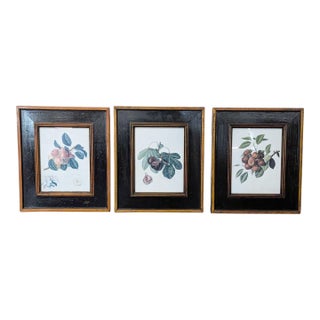 Set of 3 Framed Fruit Botanical Prints - Classic Wall Art For Sale
