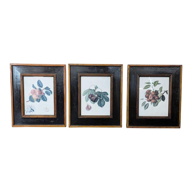 Set of 3 Framed Fruit Botanical Prints - Classic Wall Art For Sale