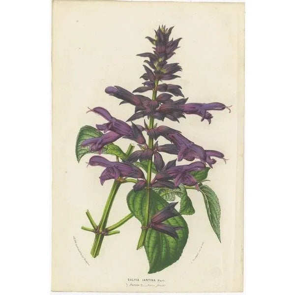 Louis van Houtte, Botany Illustrations of Wisteria, Scutellaria, Sage, 1853, Prints, Set of 6 For Sale - Image 5 of 8