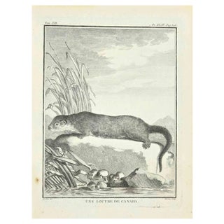 Louis Legrand, Une Loutre De Canada, Etching, 1771 For Sale