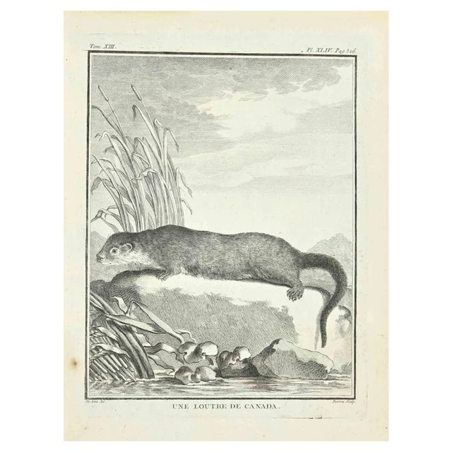 Louis Legrand, Une Loutre De Canada, Etching, 1771 For Sale
